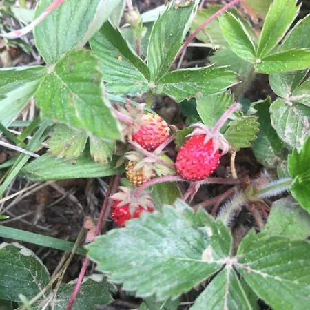 Uroczy Dom I Bezplatny Parking Villa