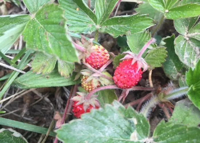 Uroczy Dom I Bezplatny Parking ヴィラ