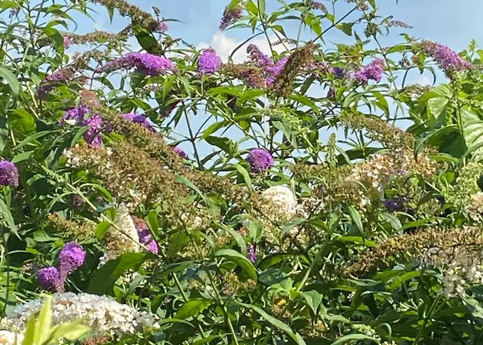 Uroczy Dom I Bezplatny Parking