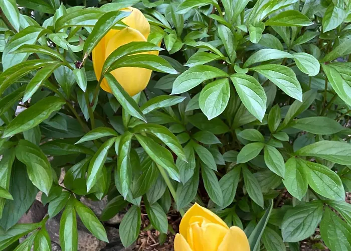 Uroczy Dom I Bezplatny Parking